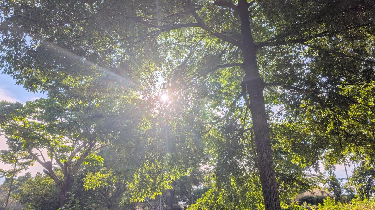 El sol
